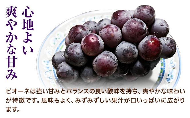 岡山県産ニューピオーネ 2房（580g以上） 先行受付 《9月中旬-10月下旬頃出荷》 【配送不可地域あり】---H-76---