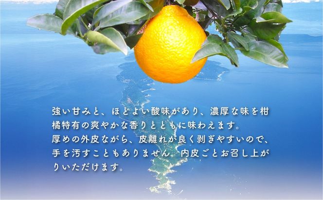 【先行予約】不知火（生果2.5kg）※離島への配送不可（2026年2月上旬～2月下旬頃に順次発送予定） IKTBD010