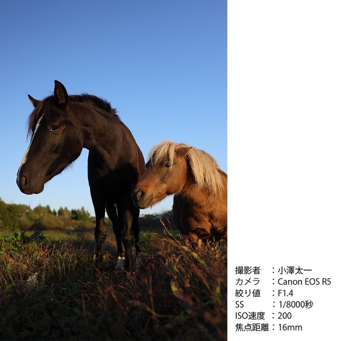 SIGMA 16mm F1.4 DC DN | Contemporary【Lマウント】
