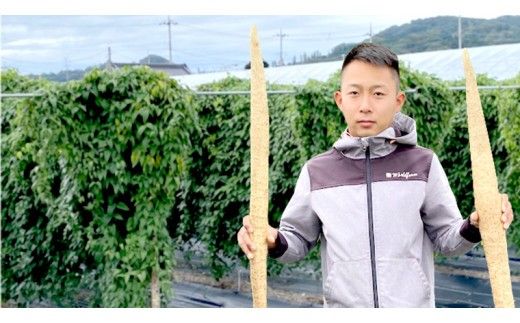ASIAGAP認証農場 の 自然薯 1.5kg 茨城県 筑西市産 じねんじょ 山芋 芋 イモ いも とろろ 山菜 ASIAGAP [DD002ci]