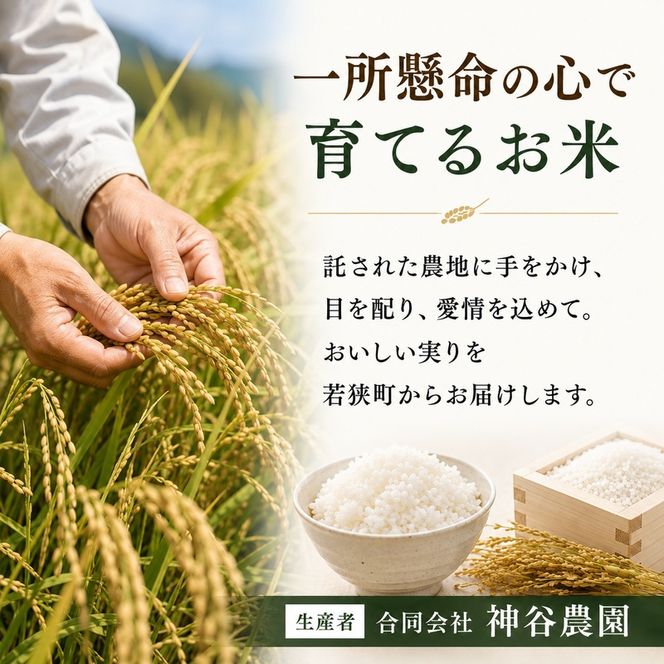 令和8年産 福井県若狭町 つきあかり （一等米） 10kg（神谷農園） 5kg×2袋 お米 ブランド米 銘柄米 ご飯 おにぎり お弁当 産地直送 和食 主食