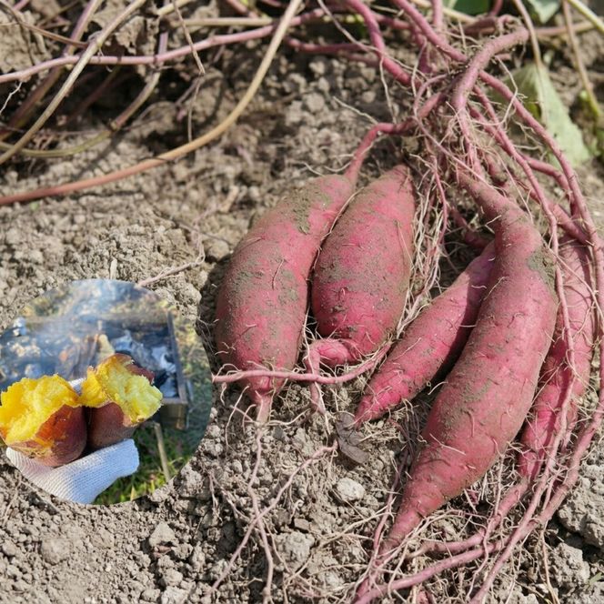 【令和9年1月より順次出荷】京都府産　干し芋(紅はるか) 150g×5袋　さつまいも サツマイモ 紅はるか ねっとり 自家栽培 宮津市 京都府　栽培期間中農薬・化学肥料・除草剤不使用 myz11 myz20