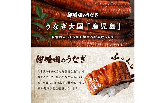 【ギフト対応】【数量限定】鹿児島県産 伊崎田のうなぎ蒲焼 ＜190g以上＞× 2尾(計380g以上) b2-037