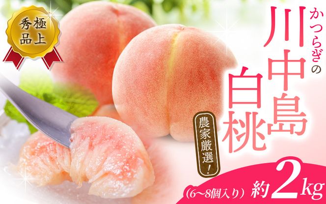 【予約受付】こだわり農家厳選 川中島白桃 和歌山産の桃 <大玉特秀品> 約2kg（6個~8個）  【2027年7月末頃～2027年8月末頃に順次発送予定】（お届け日指定不可）/ 桃 もも 川中島 白桃 フルーツ 果物 くだもの 【kgr011B】