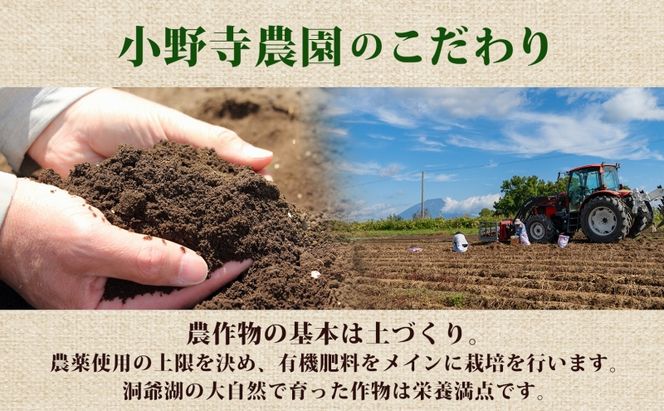 R8年産 先行受付 南瓜 くりりん じゃがいも 計10kg 2026年9月下旬よりお届け ホクホク 甘い 栗 ホクホク 産地直送 お取り寄せ 国産 小野寺農園 北海道 洞爺湖町