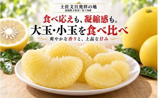 土佐文旦 大小混合 3kg 家庭用 大玉と小玉の詰め合わせ 日本ギフト大賞受賞 文旦発祥の地 園主こだわり 食べ比べ 高知県土佐市産 高知県産 国産 3キロ ぶんたん ブンタン みかん 柑橘類 高級フルーツ 果物 産地直送 お取り寄せ ギフト 季節限定 先行予約 やの一果彩[BQAC044]