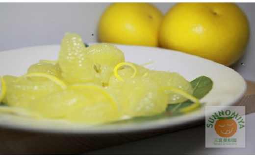 三宮果樹園の土佐文旦 家庭用10Kg