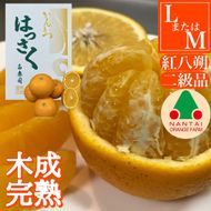 ちょっと 傷あり 木成完熟 紅はっさく L × 8玉 または M × 10玉 サイズ 化粧箱【2026年4月上旬～発送】 BS786