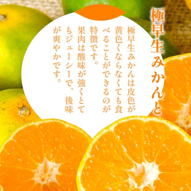 【先行予約】浅野農園の極早生みかん 家庭用5kg ※離島への配送不可（2026年10月上旬～11月中旬頃より順次発送予定）IKTAC012