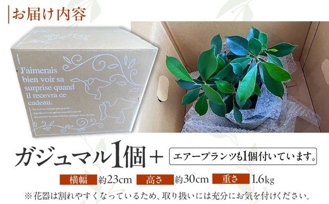 南国植物とやちむんのグリーンセット 観葉植物 エアープランツ インテリア 雑貨 小物 おしゃれ ナチュラル 沖縄市 / 草花屋ふれあい[BCDX001]