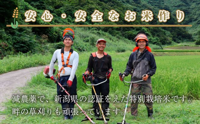 【定期便／全6回】無洗米10kg　新潟県魚沼産コシヒカリ「山清水米」十日町市 米