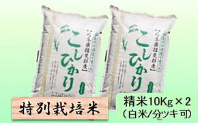 特別栽培米 【 令和8年産 】 精米 20kg（白米/5分/7分ツキ可）【 コシヒカリ 】玄米は別に出品