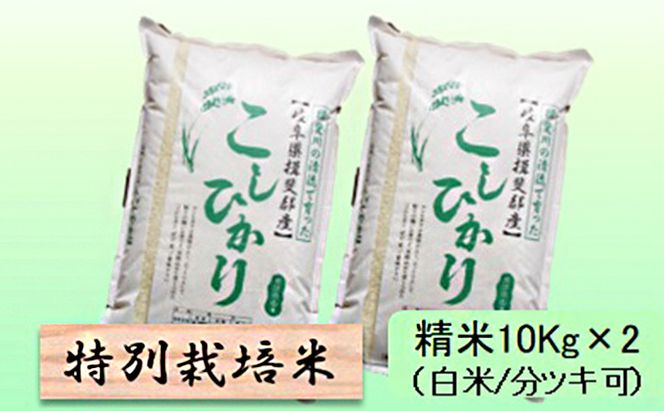 特別栽培米 【 令和8年産 】 精米 20kg（白米/5分/7分ツキ可）【 コシヒカリ 】玄米は別に出品