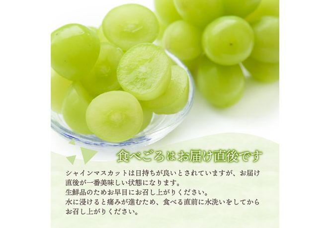 2026年発送【フルーツ王国】 山梨県産 シャインマスカット （約1.4kg / 約2.0kg）2～4房  高級 フルーツ 果物 ぶどう シャイン 2026年発送 数量限定 期間限定 山梨 富士吉田