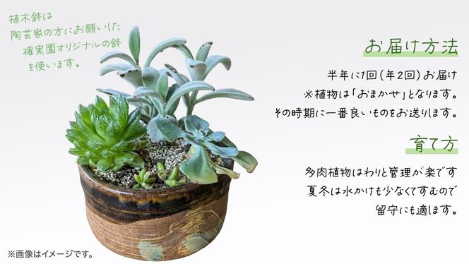 寄せ植え 多肉植物 【 半年に1回お届け（全2回お届け）】 植物 観葉植物 インテリア 多肉 定期便