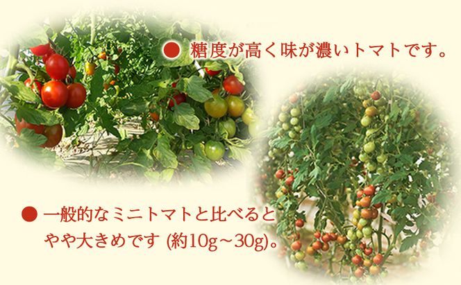 [2026年産][栽培期間中 農薬・化学肥料不使用] 北海道 仁木町産 ミニトマト エコスイート 1.2kg×1箱 サイズ混載 トマト野菜 やさい  [Farm Watanabe]