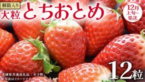 桐箱入り 大粒 とちおとめ 12粒【2025年12月上旬発送開始】(茨城県共通返礼品：大子町) いちご 苺 果物 フルーツ 果実