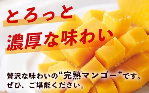 【先行予約】《2026年7月以降より順次発送》石垣島産 マンゴー (アーウィン種) 5～6玉(箱含め約2kg)《樹齢30年の木で育ったマンゴー》｜産地直送 沖縄 石垣島 マンゴー アーウィン マンゴー フルーツ TP-2