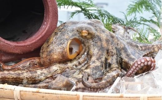 C4-30 船上活締め！！生真ダコ ぶつ切り（200g×5P）