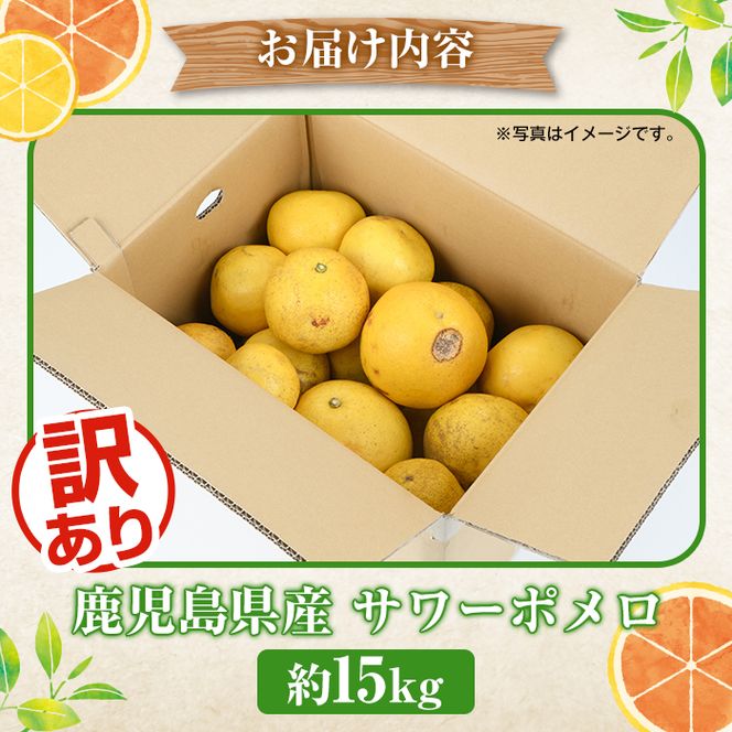 ＜先行予約受付中！2027年1月以降順次発送予定＞訳ありサワーポメロ(約15kg) 国産 果物 フルーツ 柑橘 甘味 酸味 デザート おやつ【松永青果】akn053-44