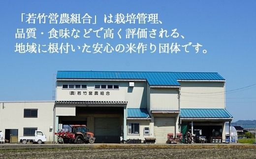 【6ヶ月定期便】【射水市】【射水の美味しいお米】若竹のお米 R8年度産コシヒカリ5kg | 新米 先行予約 令和8年産米 ブランド米 こしひかり 銘柄米 こめ 白米 富山県 ※離島への配送不可 ※2026年10月上旬～10月下旬頃に順次発送予定