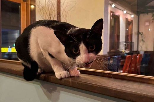 【1.4-7】ペットホテル利用券4,000円分