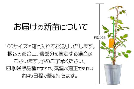 花巻温泉バラ園 オリジナル品種「ミラクルローズ90」　新苗　<2026年6月より随時発送> 【1999】