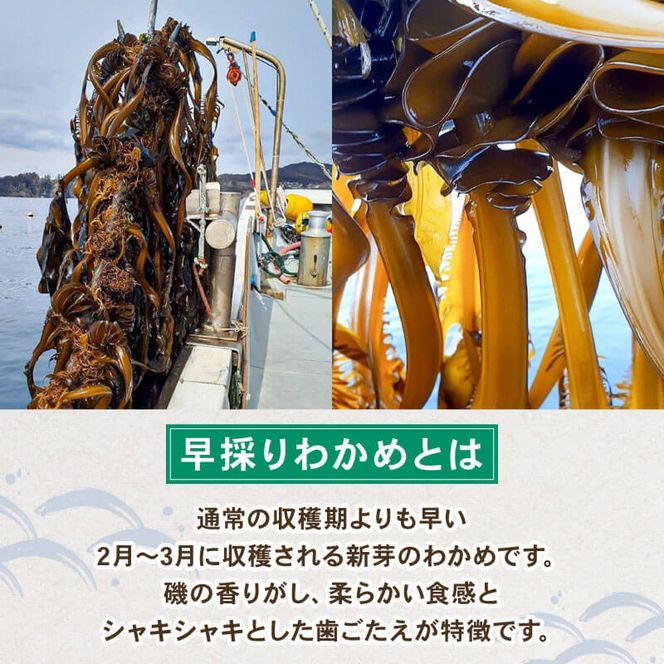 早採り 塩蔵わかめ 若芽っこ 250g×2袋 海鮮 海藻 わかめ ワカメ 魚貝類 魚介類 みそ汁 スープ 酢の物 小分け 贈答品 贈答用 三陸産 岩手県 大船渡市 [saitou005]