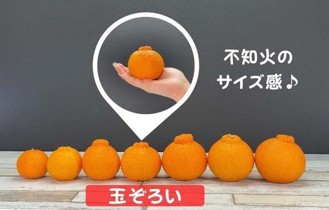 不知火 大玉 どっこいしょ 箱込 5kg (内容量約 4.4kg) 秀優混合 和歌山県産［みかんの会］ AX139