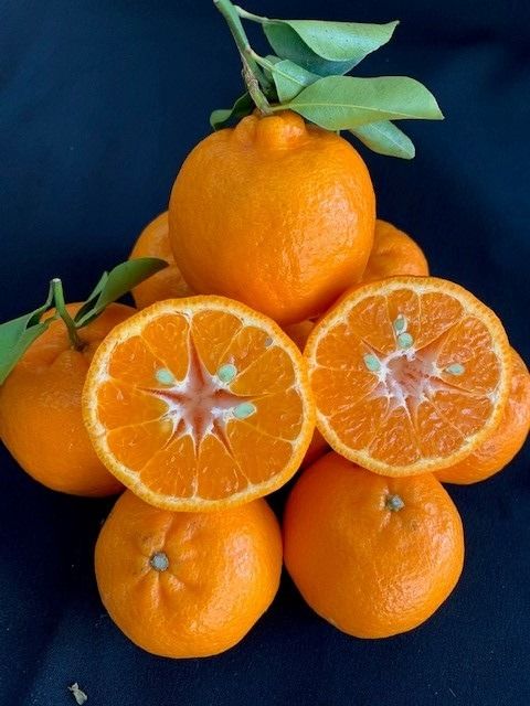 完熟ポンカン 赤秀品 5kg（М・L・2L/サイズ指定不可） CC25