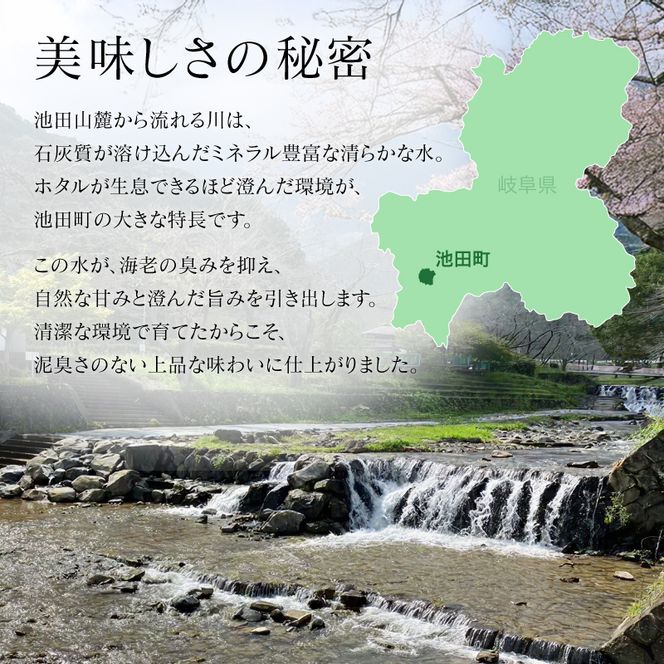 岐阜県池田町産 金華海老 250g×4パック 計1kg 海老 エビ えび 【配送不可：離島】