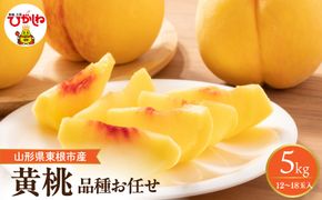 【2026年産】　採れたて黄桃(品種お任せ) 約5kg (12～18玉)晴天畑提供 山形県 東根市 hi026-058