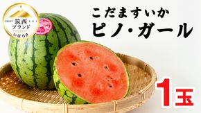 こだますいか 「 ピノ・ガール 」 1玉 2026年産 先行予約 筑西ブランド こだまスイカ 小玉スイカ すいか スイカ フルーツ 果物 [AF077ci]