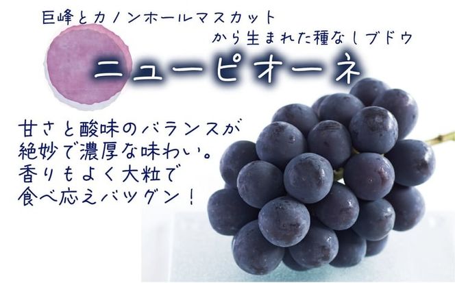 【2026年先行予約】花笑み農園　岡山の『ピオーネ&ラムピオーネジャム&ピオーネワイン&飲む酢』 【hana074-02】