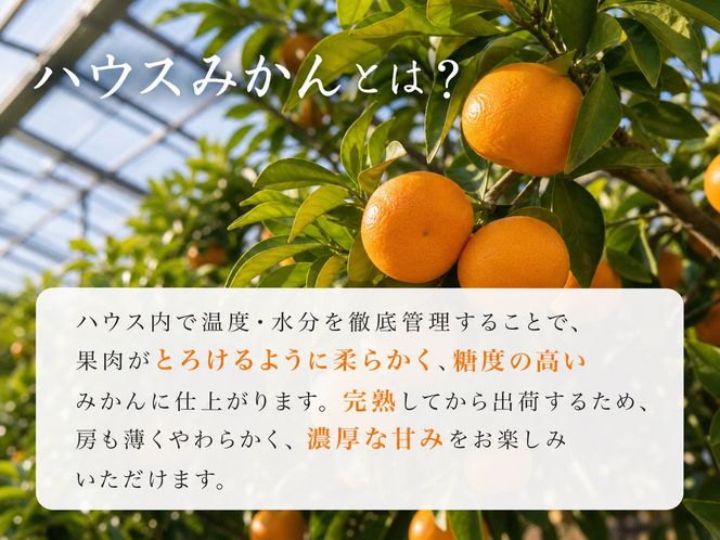 赤秀品 紀州和歌山ハウスみかん 2.5kg［2027年6月末頃～2027年7月中旬頃に順次発送］［UT87］ 303446_XF045