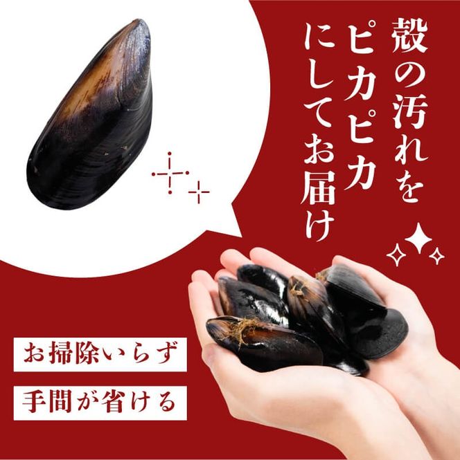 国産 活ムール貝 3kg 冷蔵 ムール貝 ムラサキ貝 しゅうり貝 殻付き 新鮮 産地直送 旬 お取り寄せ グルメ 三陸 岩手県 大船渡市 [koku016]