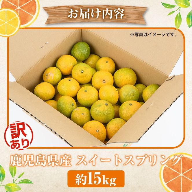 訳ありスイートスプリング(約15kg) 鹿児島県 阿久根市 フルーツ 果物 デザート 柑橘 甘味 果肉 果汁【松永青果】akn053-41