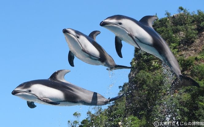 太地町立くじら博物館　入館チケット大人2名+子供1名/チケット 入館券 博物館 くじら 鯨【kzr003】