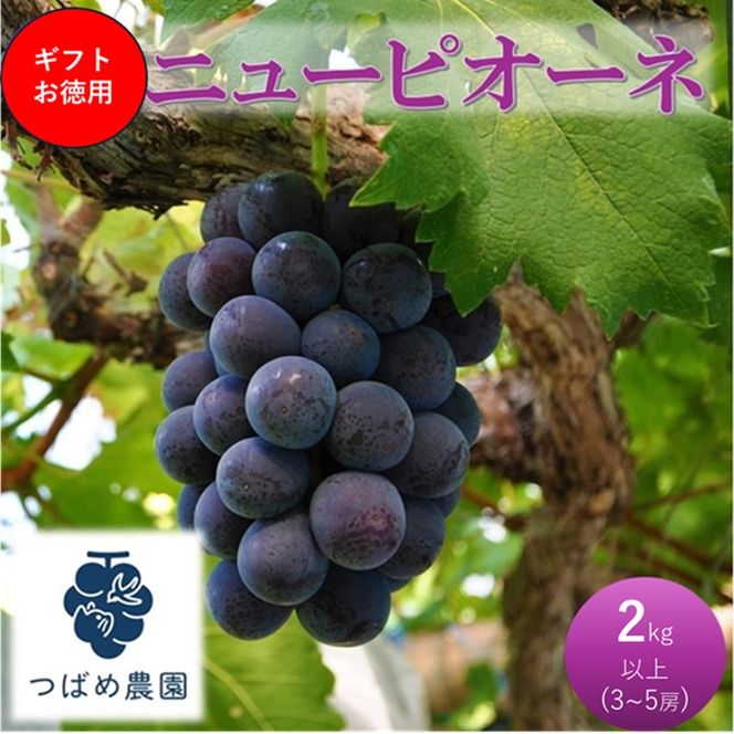 2026年 早期受付 ぶどう ギフトお徳用ニューピオーネ 2kg以上(3～5房) 数量限定　岡山県 高梁市産