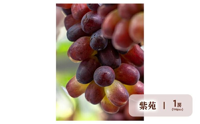 ぶどう 梨 定期便 2026年 先行予約 晴れの国 岡山 の フルーツ 定期便 4回コース 葡萄 なし 岡山県産 国産 セット ギフト