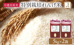 もち米 特別栽培れんげ米 日進市産もち米 5kg×2袋 米 コメ お米 モチ米 餅米 お餅 おもち 粘り強い 特別栽培米 日進市 愛知県