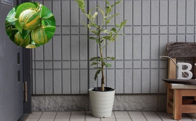 斑入り レモンの木 ピンクレモネード 鉢植え 苗木 れもん 