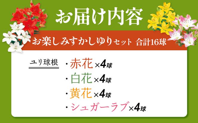 【ふるさと納税】【期間限定】ユリ球根　お楽しみ すかし ユリ セット 4種 16球 送料無料 赤 白 黄 シュガーラブ