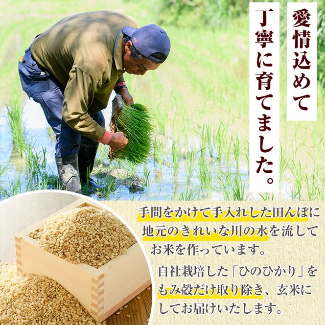 鹿児島県産の玄米 ひのひかり(計5kg) 国産 玄米 自社精米 ご飯 おこめ おにぎり お弁当 ひのひかり【谷口ファーム】akn064-04