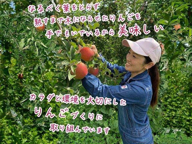 【11月中旬発送】数量限定 訳あり りんご 糖度14度以上 保証 家庭用 サンふじ 約 10kg 果物 高糖度 農家直送 megumi farm青森県 鰺ヶ沢町