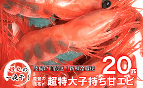【2026年9月～10月発送】獲れたて鮮度抜群！姫丸の子持ち甘エビ20匹丸ごと昆布〆