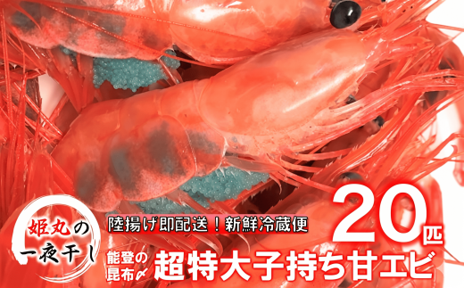 【2026年9月～10月発送】獲れたて鮮度抜群！姫丸の子持ち甘エビ20匹丸ごと昆布〆