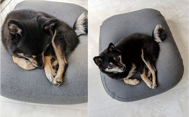 ペットソファー 雲にのる ペットソファ スクエア 本体 Mサイズ カバー 付き 防水 ペットベッド ソファー ソファ クッション ペット ペット用品 犬 猫 インテリア 日用品 雑貨 MOGU mogu 兵庫県 兵庫 