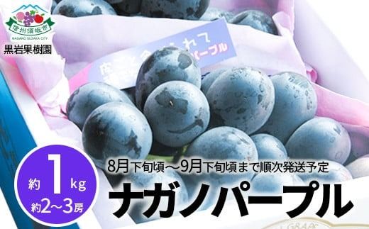 ナガノパープル 約1kg (約2～3房)《黒岩果樹園》■2025年発送■※8月下旬頃～9月下旬頃まで順次発送予定