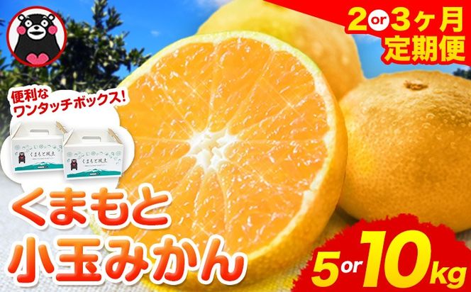 訳あり みかん 小玉みかん 定期便 くまもと小玉みかん 5kg (2.5kg×2箱) 10kg (10kg×1箱) 選べる回数 秋 旬 不揃い 傷 ご家庭用 SDGs 小玉 たっぷり 熊本県 産 S-3Sサイズ フルーツ 旬 柑橘 長洲町 温州みかん《10月から出荷》---fn_nkdmtei_24_10500_5kg_oct2---